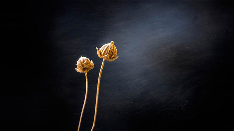 Fleur de Lin